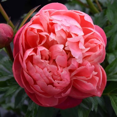 Paeonia 'Coral Charm'  (D - Coral)